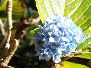 Close-up of flowers on tree