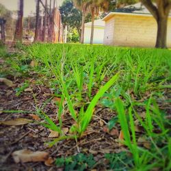 Plants growing on field