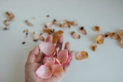 Close-up of hand holding pink roses