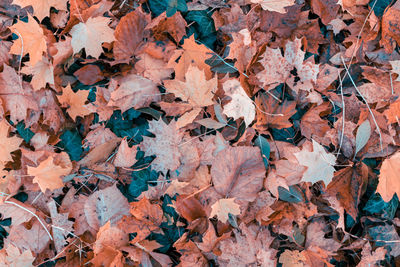 Full frame shot of autumn leaves