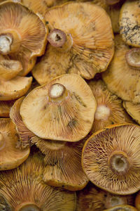 Full frame shot of mushrooms