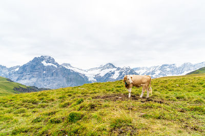 Horse on field against mountain range