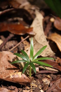 Close-up of leaves