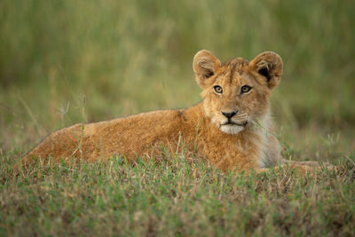 Portrait of cat on field