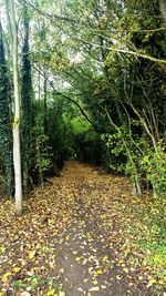 Trees in forest during autumn