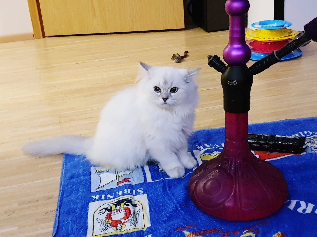 PORTRAIT OF CAT SITTING ON TABLE