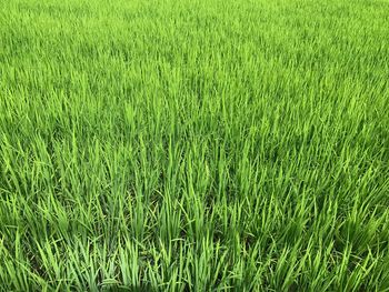 Scenic view of rice field