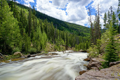 Scenic view of waterfall in forest against sky