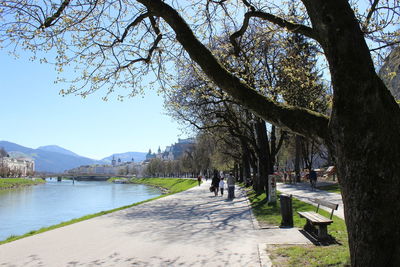 Scenic view of trees against clear sky