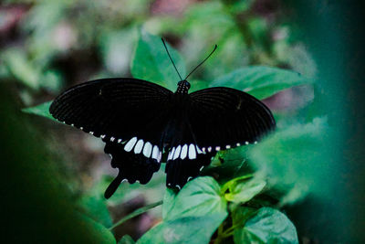 Close-up of butterfly on flower