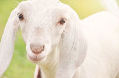 Close-up portrait of white kid goat