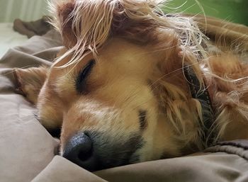 Close-up of dog relaxing on sofa at home