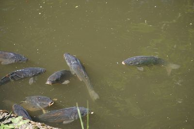 High angle view of ducks swimming in lake