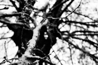 Low angle view of bare tree