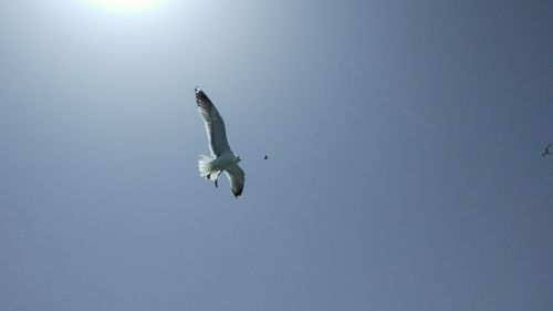 Low angle view of seagull flying against clear sky