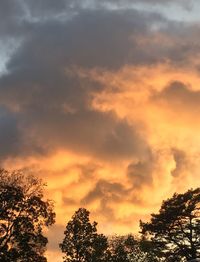 Low angle view of silhouette trees against dramatic sky