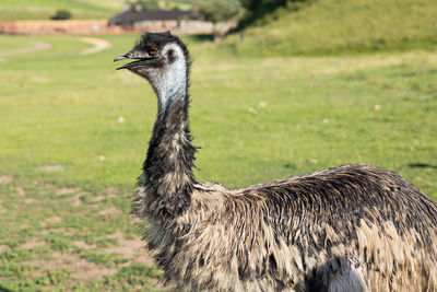 Ostrich bird