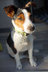 Close-up of dog looking away