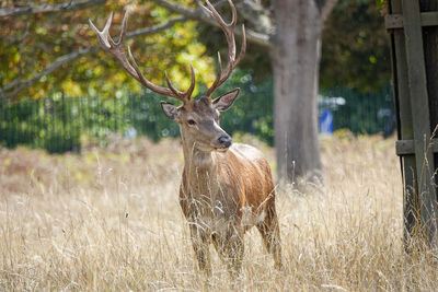 Deer standing in a field