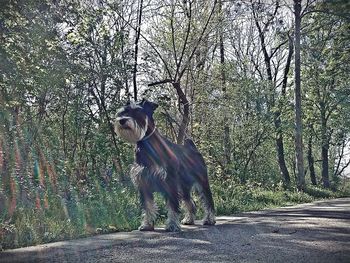 Dog by trees against sky