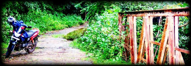 Footpath in park