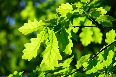 Close-up of fresh green leaves on plant