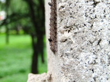 Close-up of lizard on tree trunk against wall