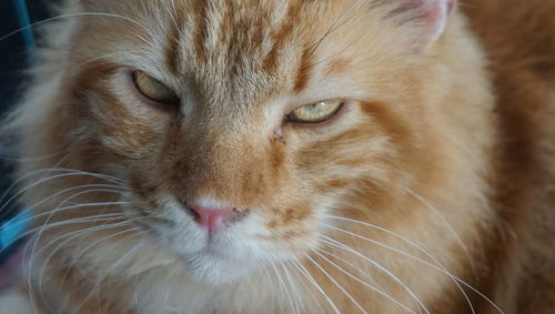 Close-up of cat