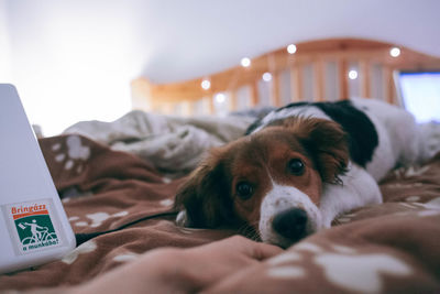 Close-up portrait of dog lying on bed