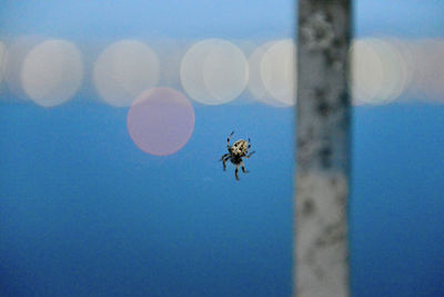 Close-up of bee flying in blue sky