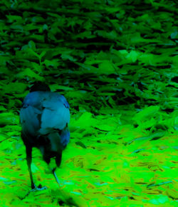 Close-up of bird in grass