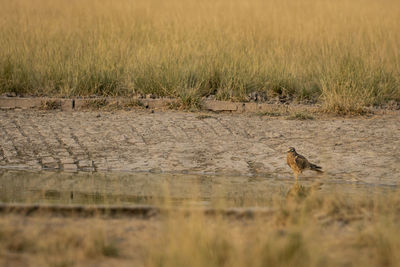 Bird perching on a field