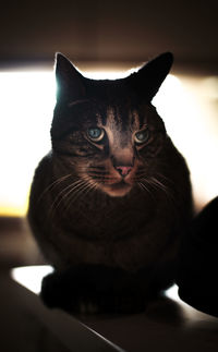 Close-up portrait of cat sitting