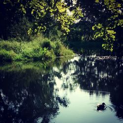 Reflection of trees in water