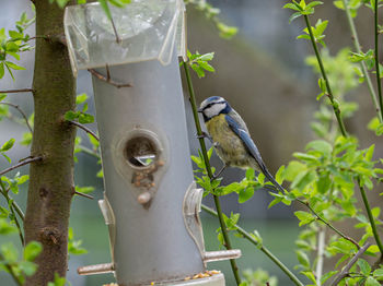 Bird perching on a tree