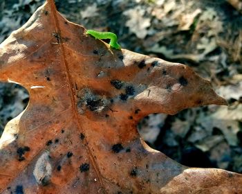 Close-up of dry maple leaf