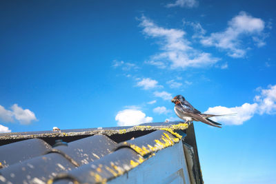 Low angle view of bird perching on roof against sky