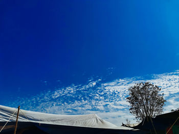 Low angle view of trees against blue sky during winter