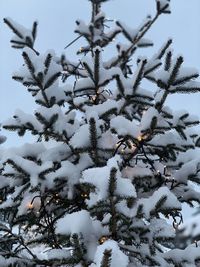 Close-up of snow covered pine tree