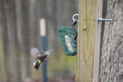 Close-up of bird feeder