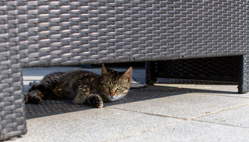 Portrait of cat sitting by brick wall