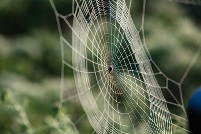 Close-up of spider web