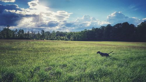 Scenic view of field against sky