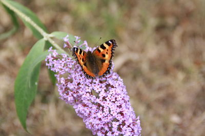 Close-up of butterfly pollinating on purple flower