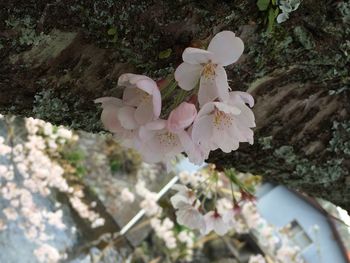 Pink flowers blooming on tree