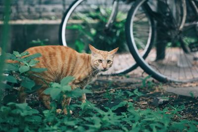 Portrait of a cat