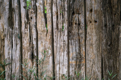 Full frame shot of tree trunk in forest