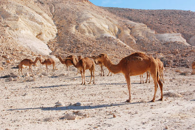 Camel in the negev desert in israel near mitzpe ramon, machtesh ramon