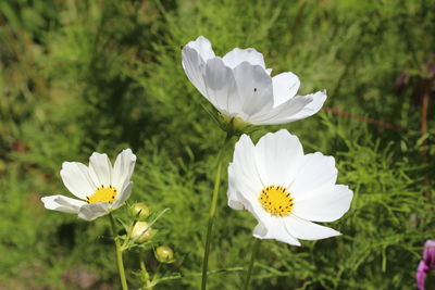 Close-up of white daisy flowers