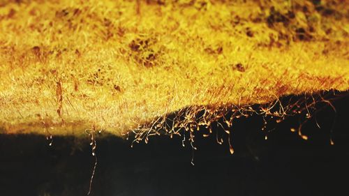 Close-up of plants in water